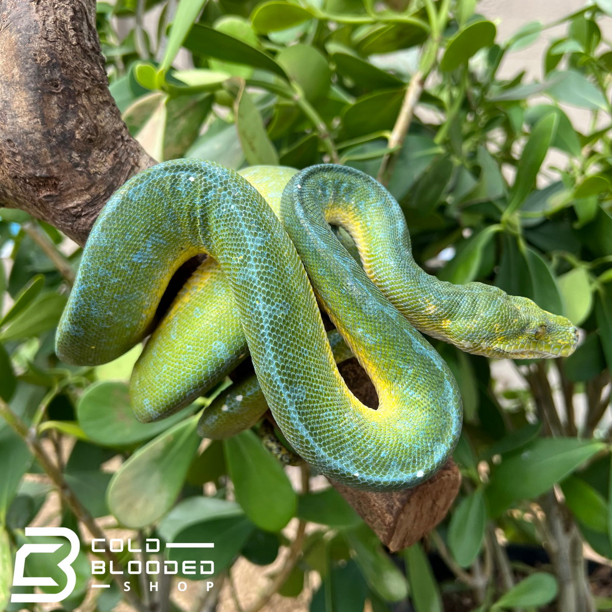 Green Tree Python - Cold Blooded Shop