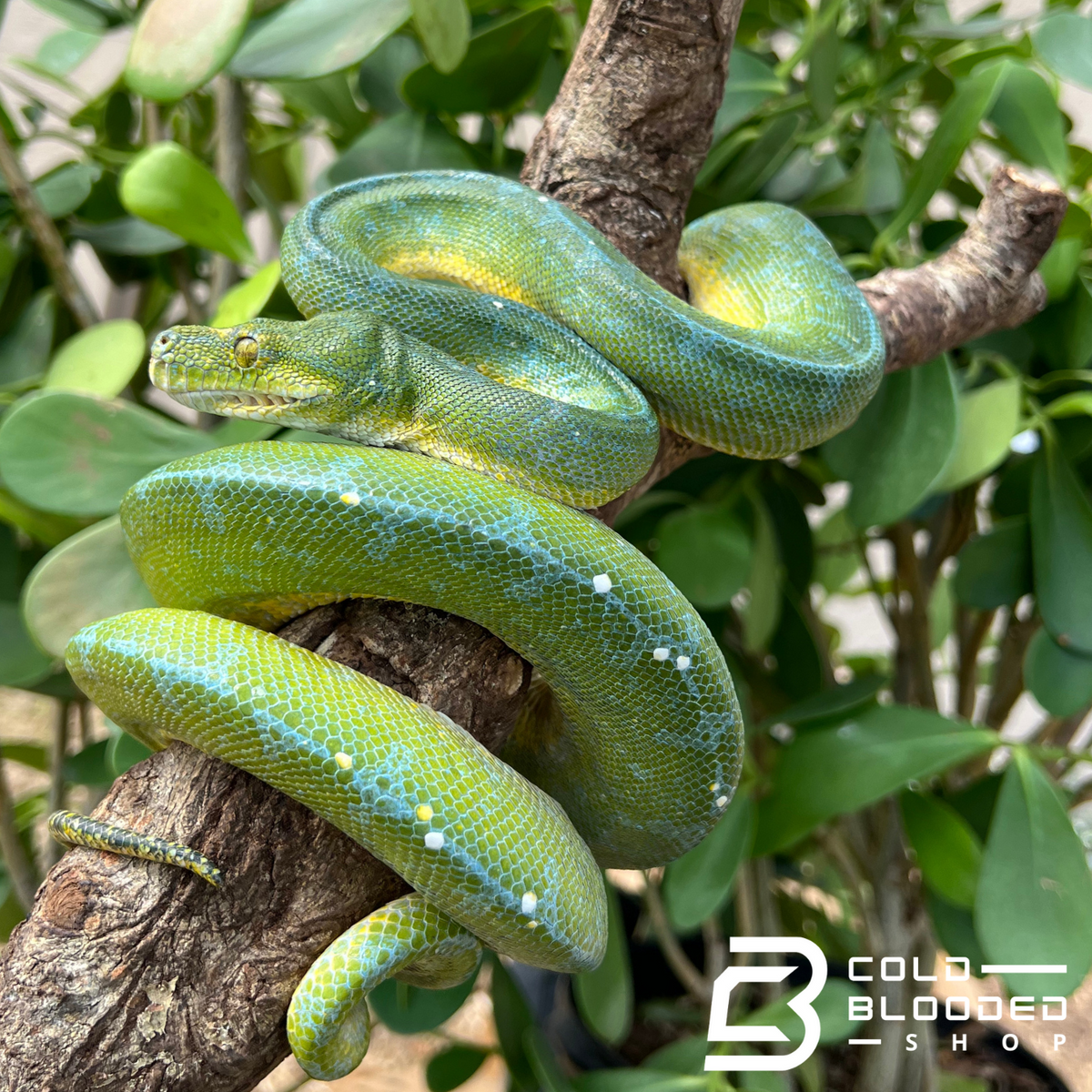 Green Tree Python - Cold Blooded Shop