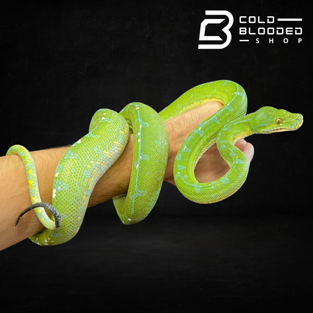 Green Tree Python - Cold Blooded Shop