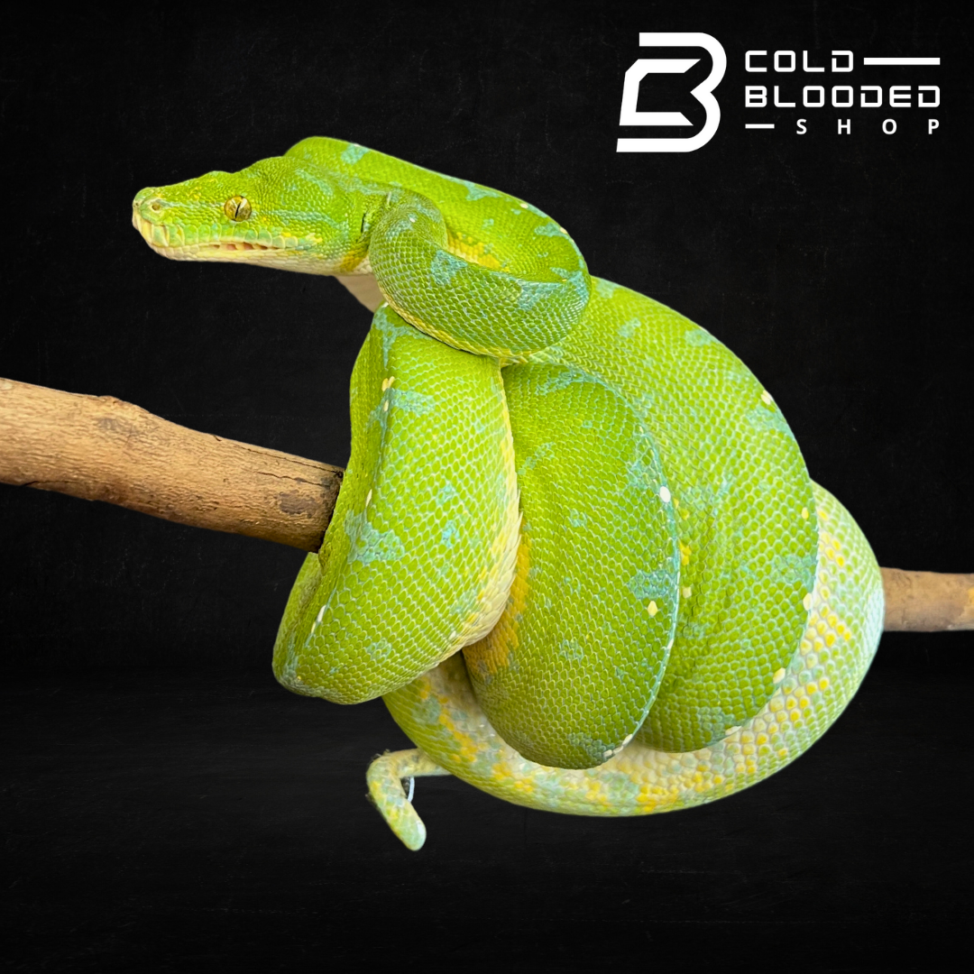 Green Tree Python - Cold Blooded Shop