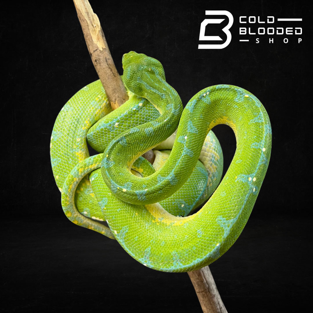 Green Tree Python Starter Green Tree Python