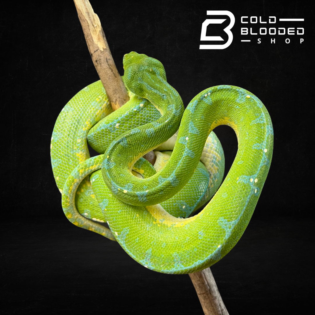 Green Tree Python - Cold Blooded Shop