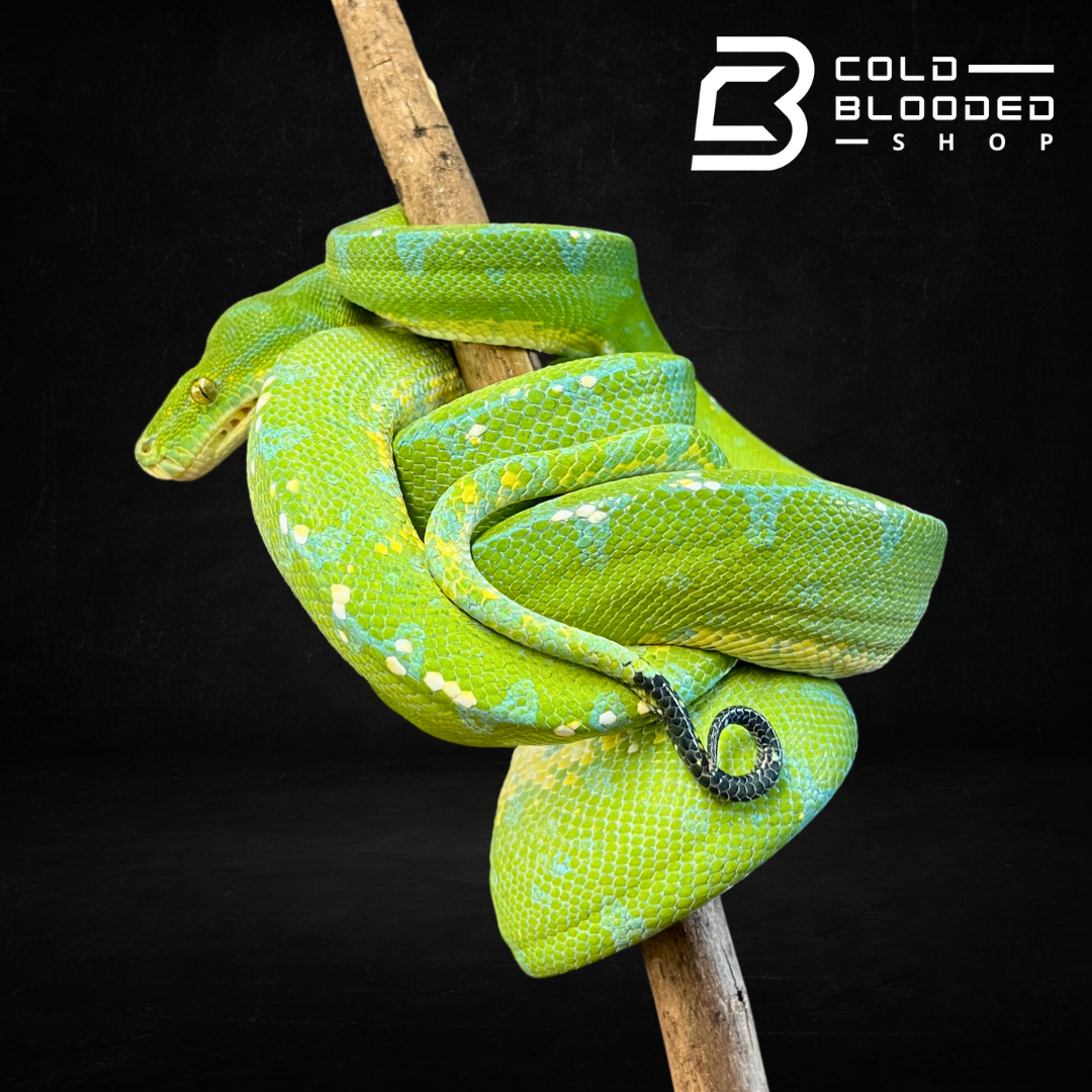 Green Tree Python - Cold Blooded Shop