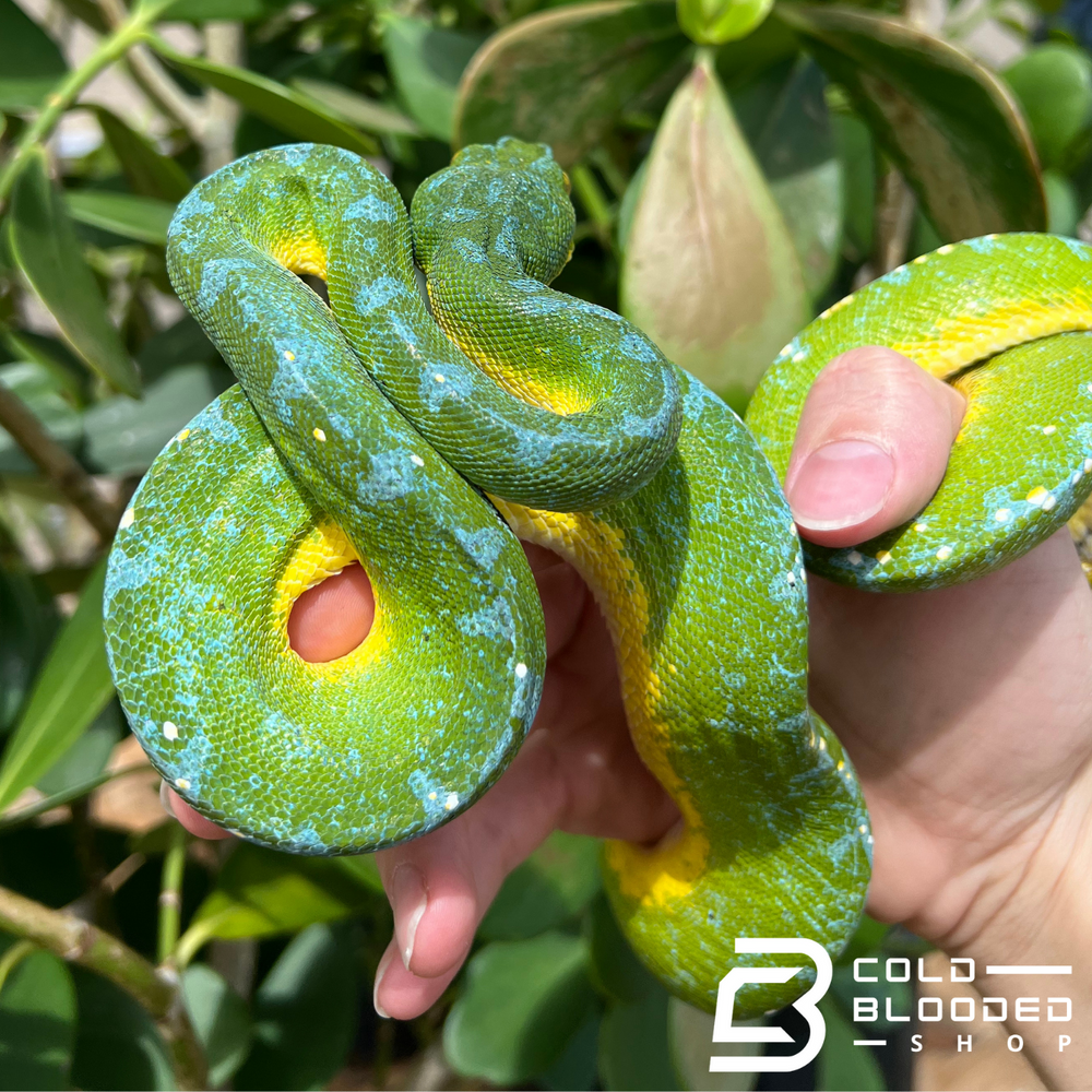 Green Tree Python