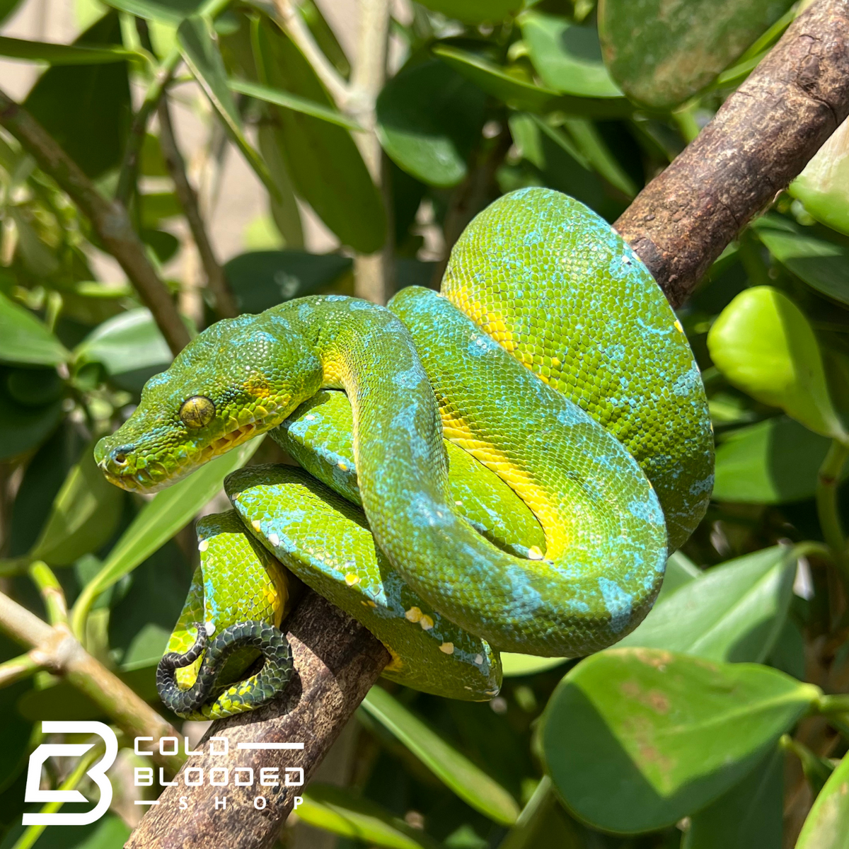 Green Tree Python - Cold Blooded Shop