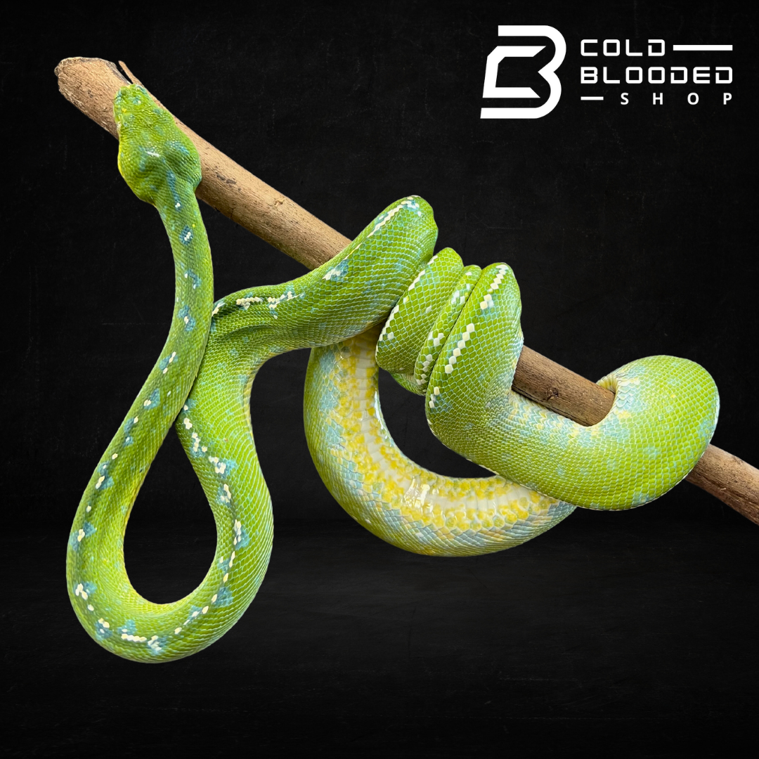 Kila Python Green Green Tree Pythons - Morelia virids
