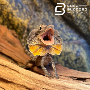 Baby Frilled Dragon