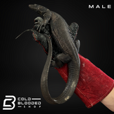 Pair of Juvenile Black Dragon Water Monitors - Cold Blooded Shop