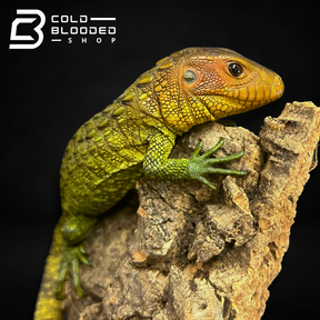 Caiman Lizard - Dracaena guianensis - Cold Blooded Shop