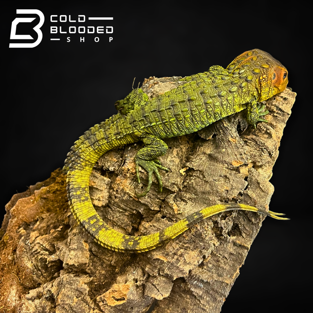 Caiman Lizard - Dracaena guianensis