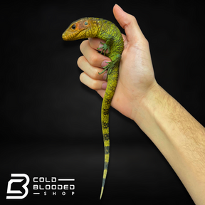 Caiman Lizard - Dracaena guianensis