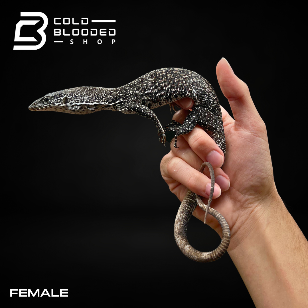 Pair of Similis Monitor - Varanus similis - Cold Blooded Shop