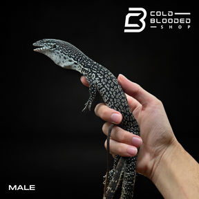 Pair of Similis Monitor - Varanus similis - Cold Blooded Shop