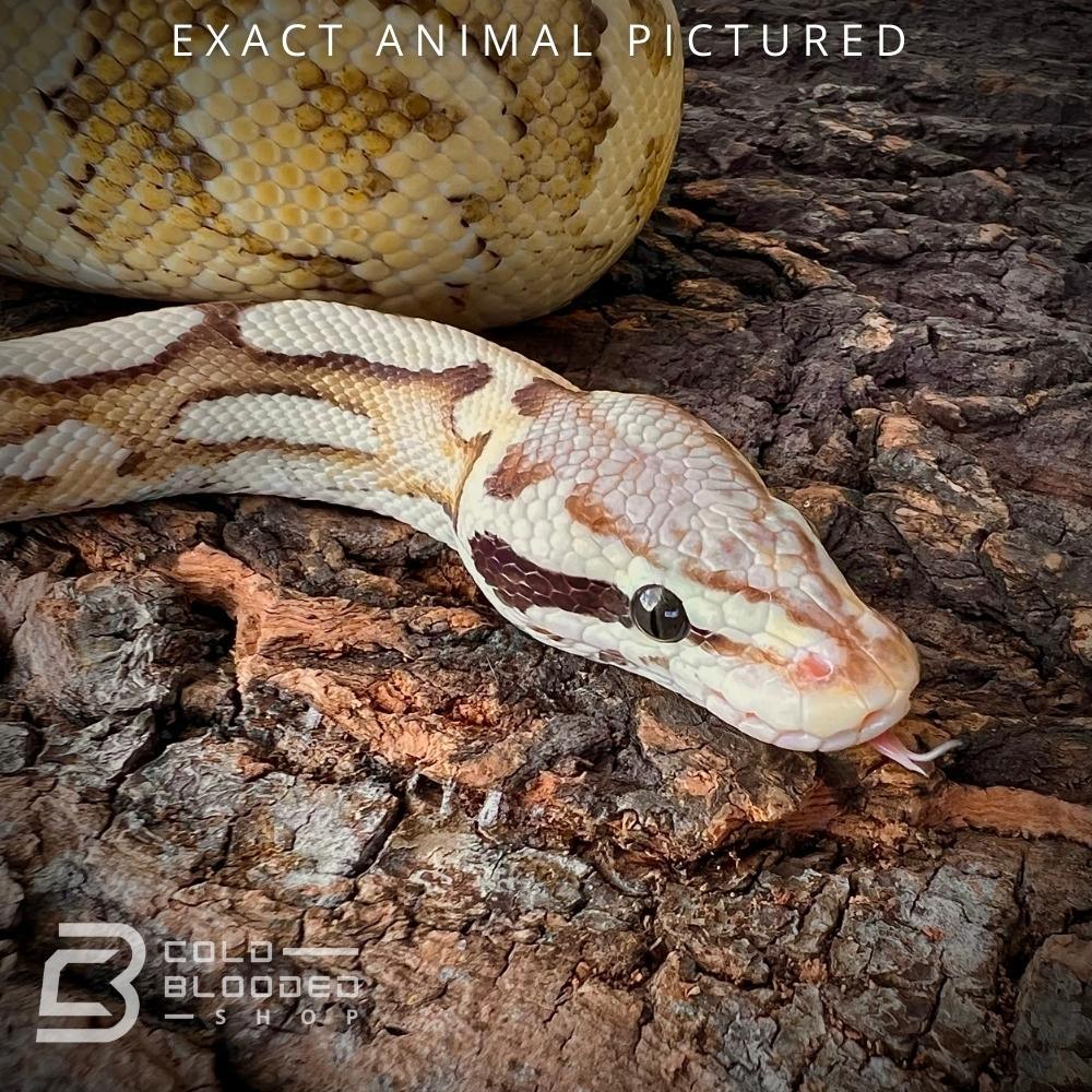Spyder Ball Python Mouth Superfly Spider Ball Python