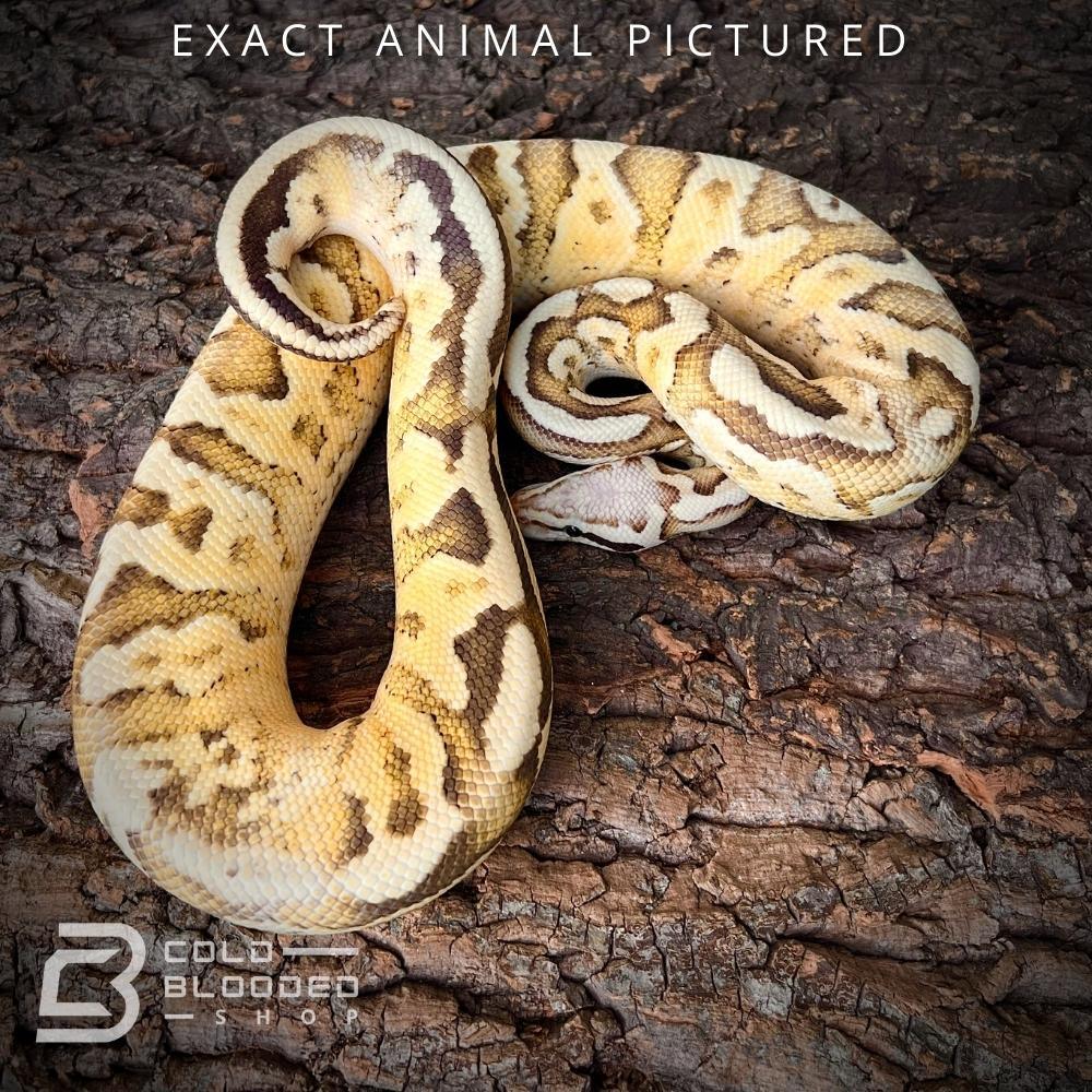 Male Adult Superfly GHI Ball Python for sale - Cold Blooded Shop