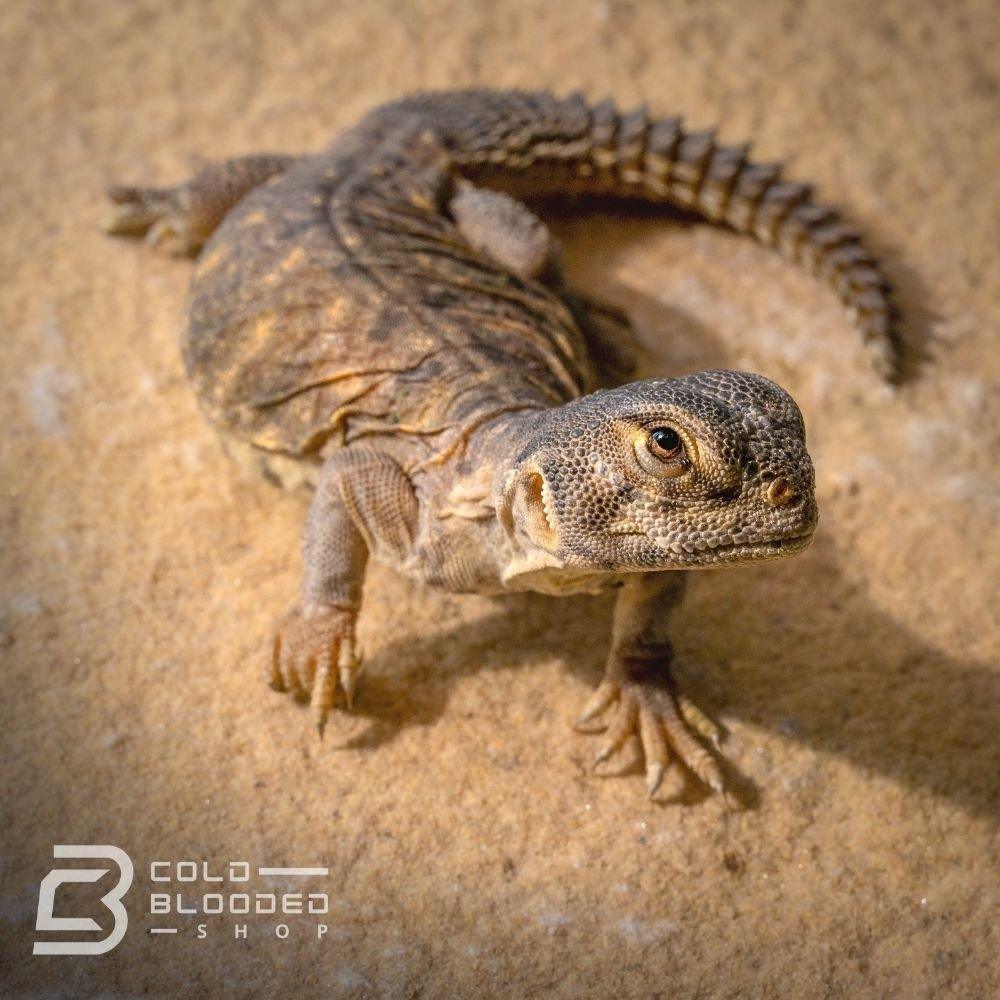 Baby Egyptian Uromastyx for sale - Cold Blooded Shop