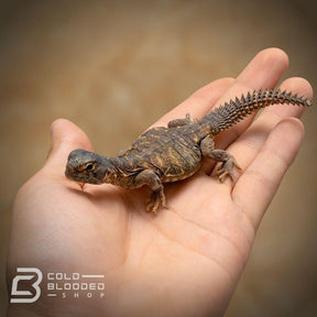 Baby Egyptian Uromastyx for sale - Cold Blooded Shop