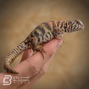 Baby Ornate Uromastyx for sale - Uromastyx ornata Cold Blooded Shop