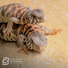 Baby Ornate Uromastyx for sale - Uromastyx ornata Cold Blooded Shop