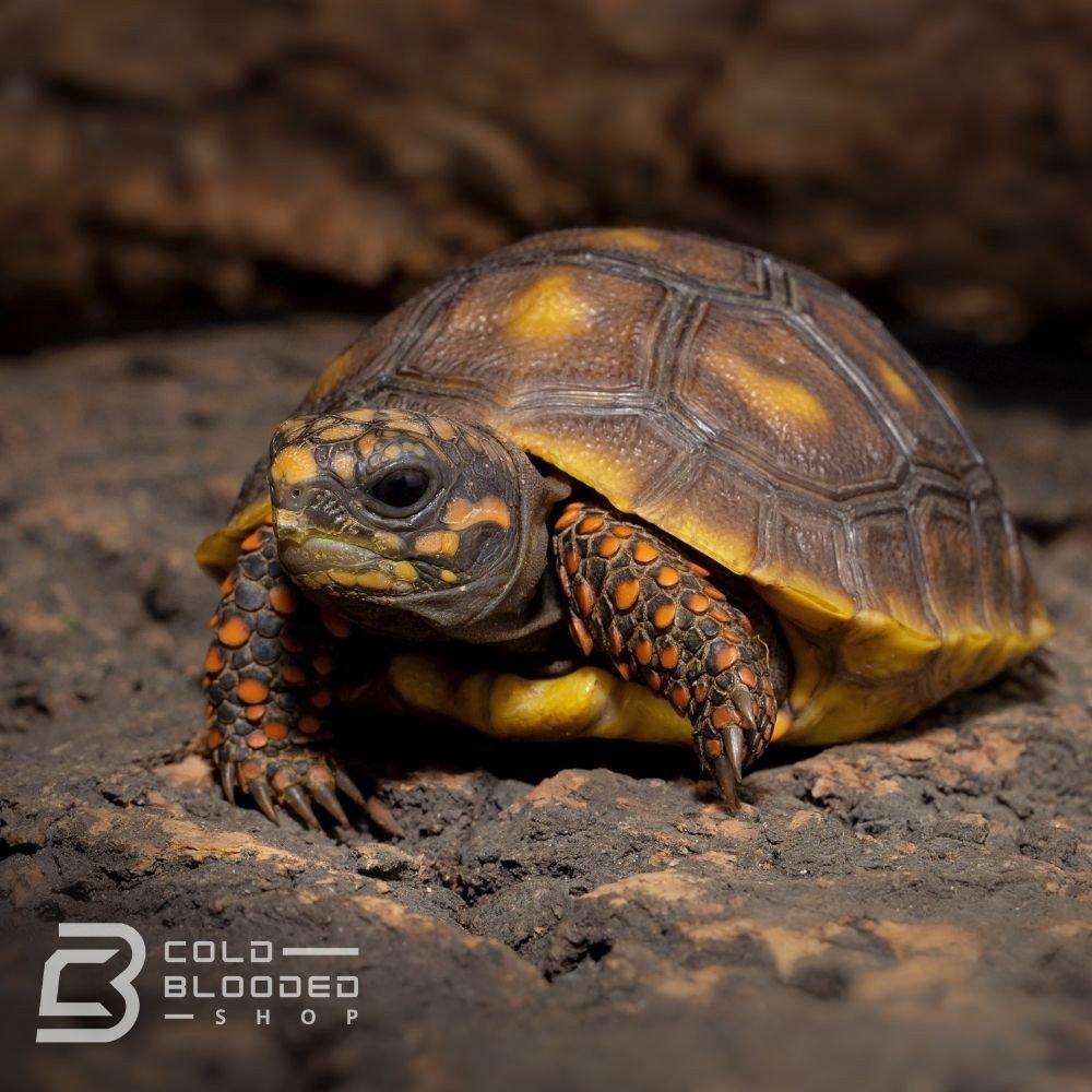 Baby Red-foot Tortoise for sale - Cold Blooded Shop
