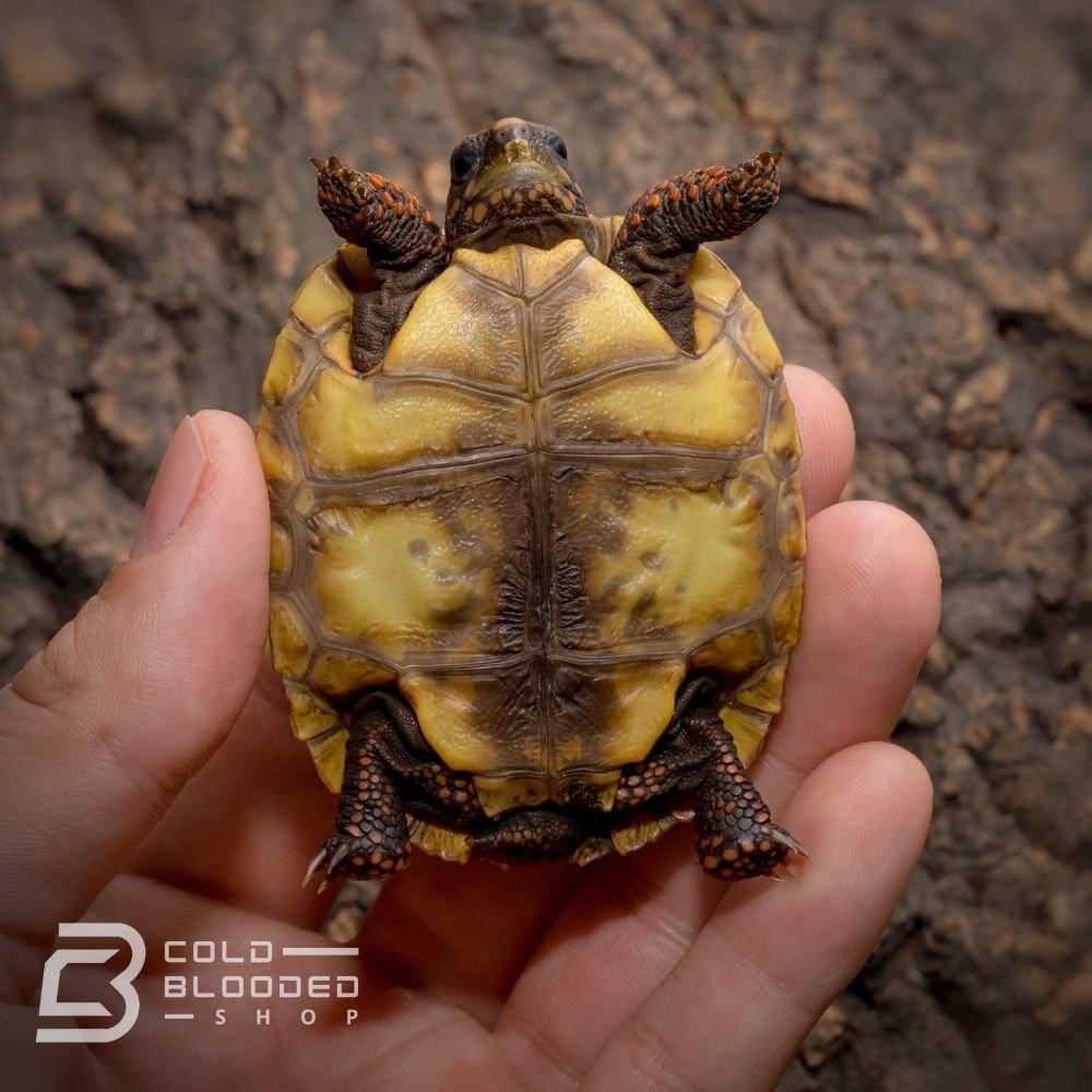 Devil Tortoise Hatchling Red Foot Tortoise