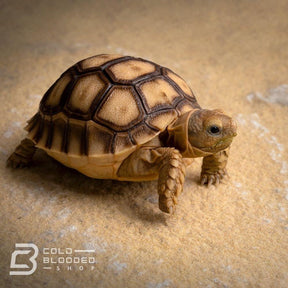 Baby Sulcata Tortoise for sale - Cold Blooded Shop