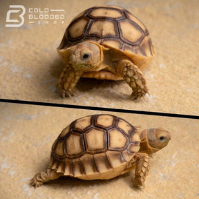 Baby Sulcata Tortoise for sale - Cold Blooded Shop