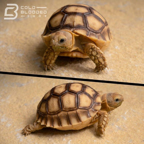 succulent tortoise for sale Baby African Spurred Tortoises