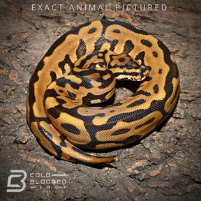 Male Baby Spotnose Leopard Enchi Het Desert Ghost Ball Python for sale - Cold Blooded Shop