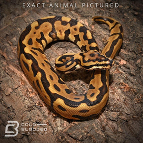 Male Baby Spotnose Leopard Enchi Het Desert Ghost Ball Python for sale - Cold Blooded Shop
