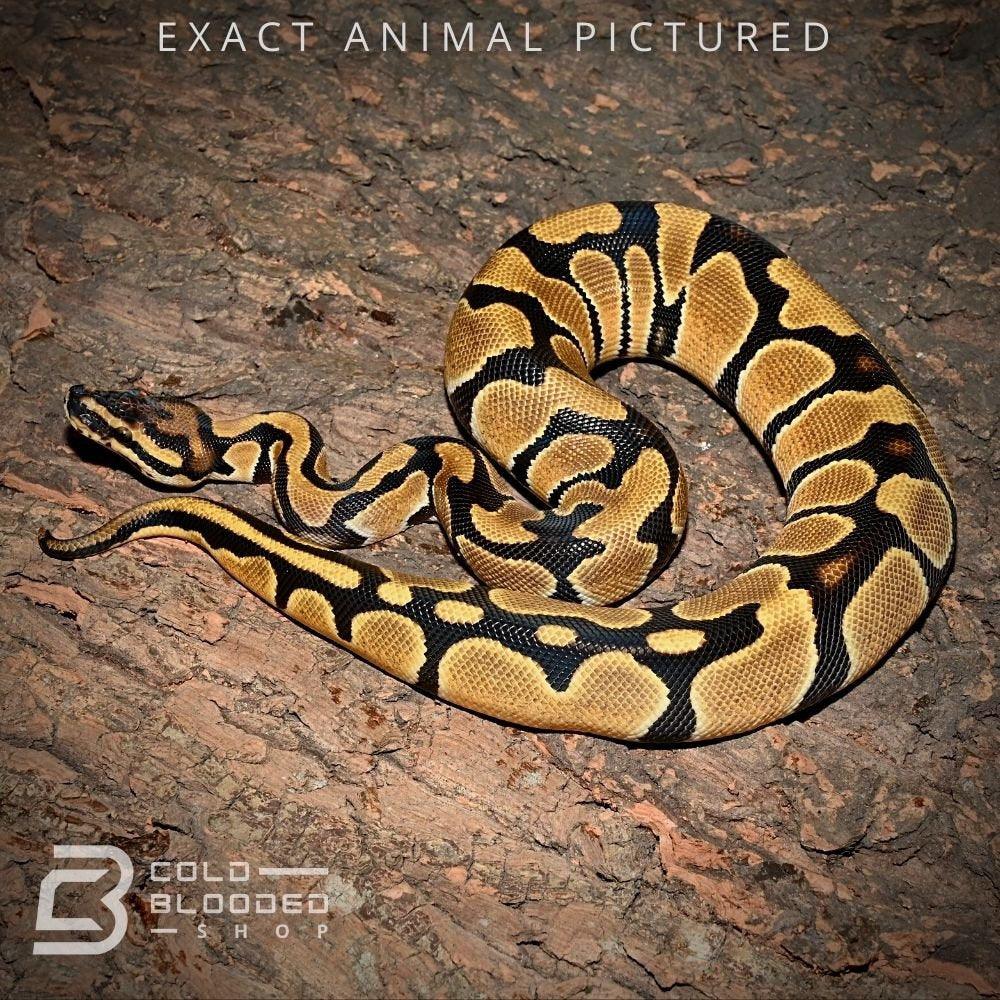 Female Baby Orange Dream Ball Python for sale - Cold Blooded Shop