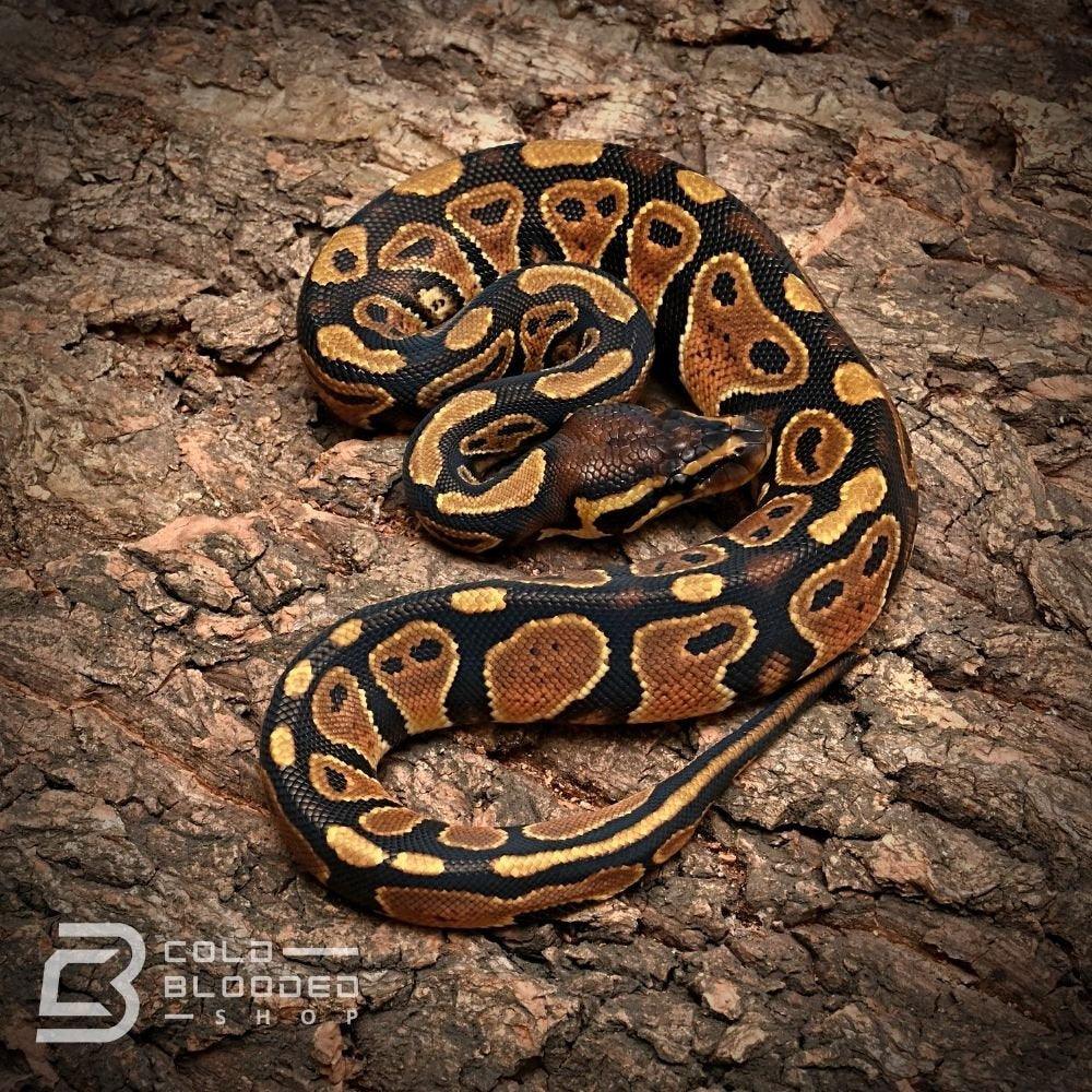 Normal Ball Python