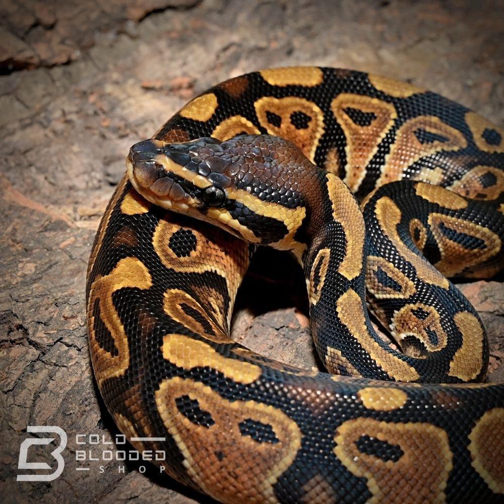 Ball Python Xnormal Baby Normal Ball Python