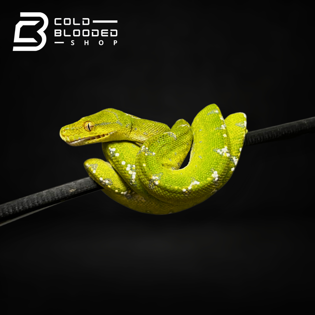 Baby Aru Green Tree Python - Morelia viridis - Cold Blooded Shop
