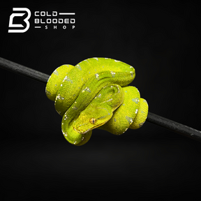 Baby Aru Green Tree Python - Morelia viridis - Cold Blooded Shop