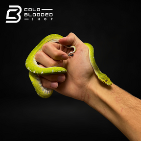 Baby Aru Green Tree Python - Morelia viridis - Cold Blooded Shop