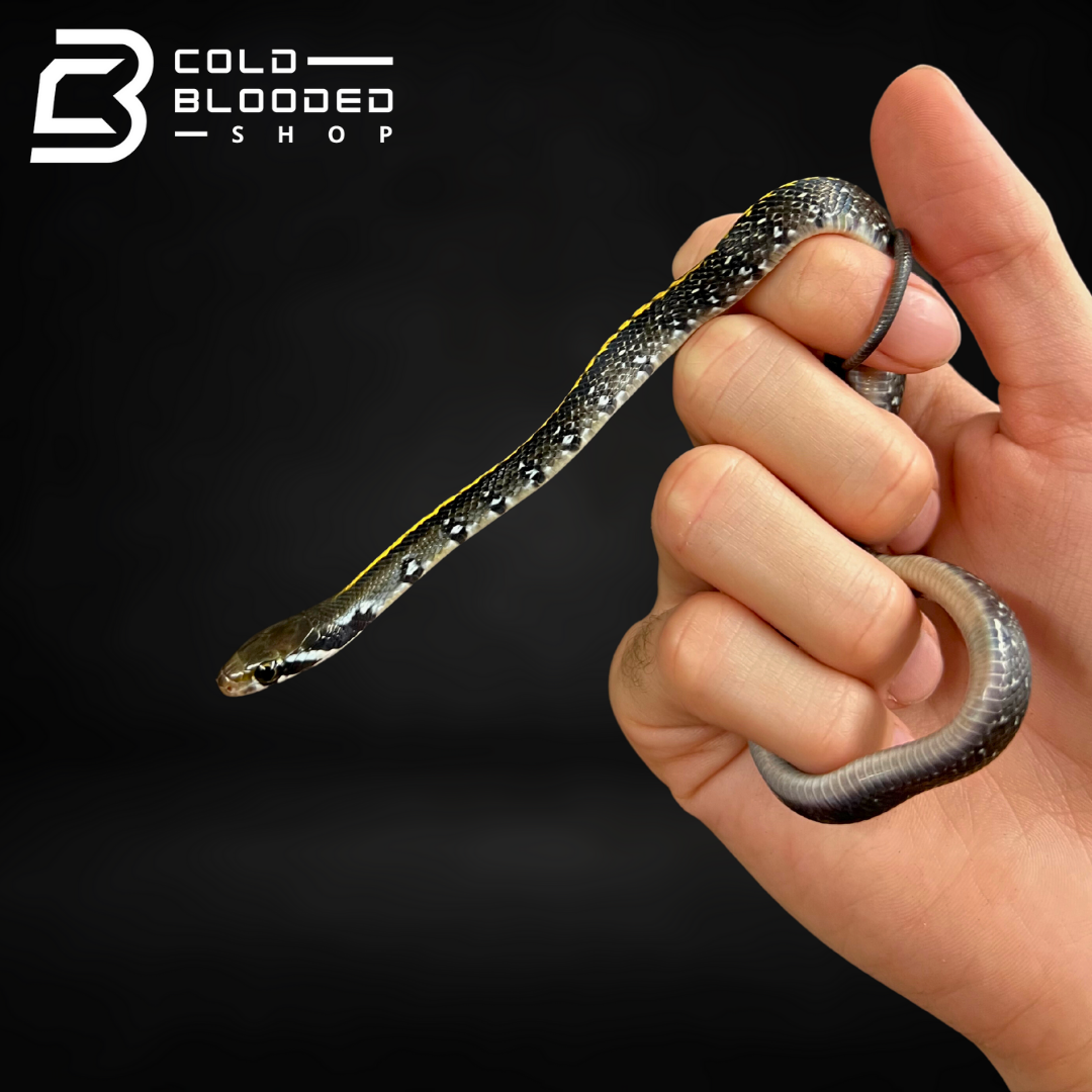 Serpiente rata de cobre negro bebé - Coelognathus flavolineatus