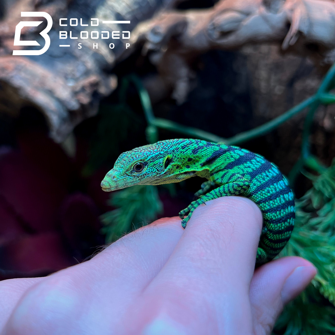 Baby Green Tree Monitor #103 - Cold Blooded Shop