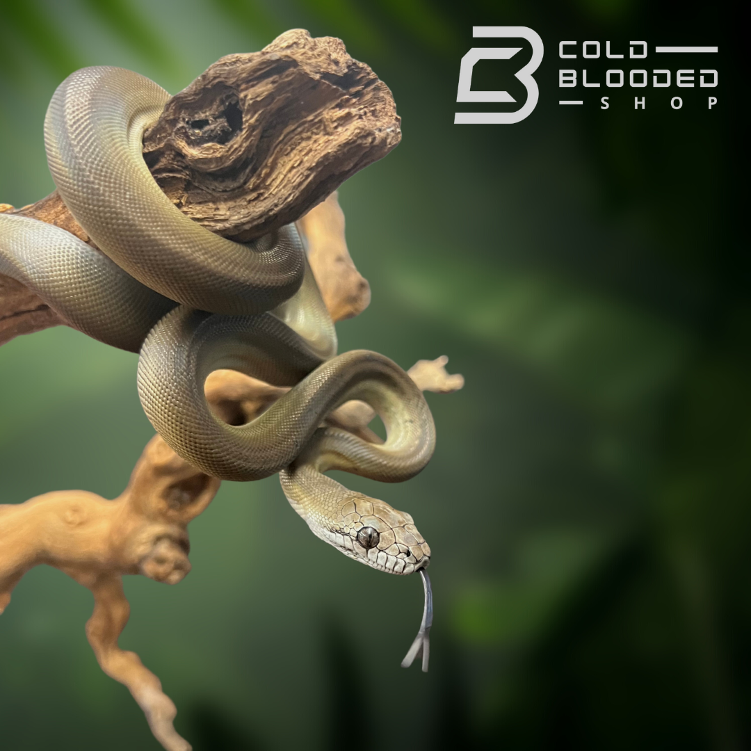 Baby Papuan Olive Python - Cold Blooded Shop