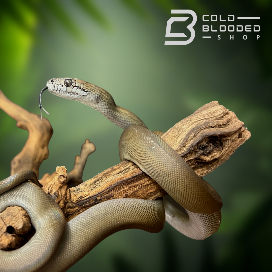 Baby Papuan Olive Python - Cold Blooded Shop