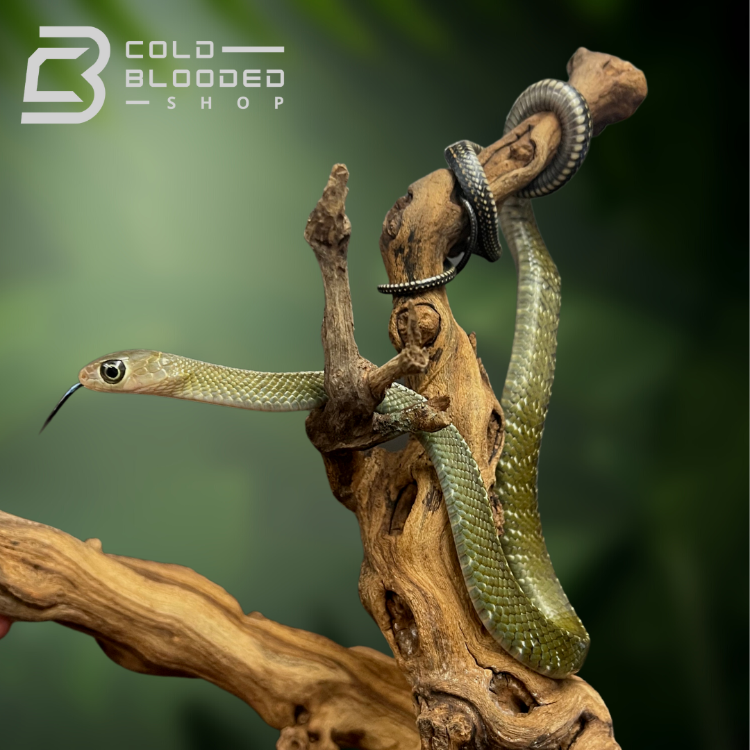 Baby Keeled Rat Snake - Ptyas Carinata - Cold Blooded Shop