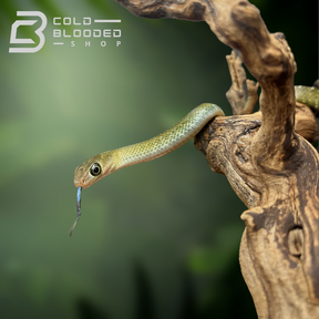 Baby Keeled Rat Snake - Ptyas Carinata - Cold Blooded Shop