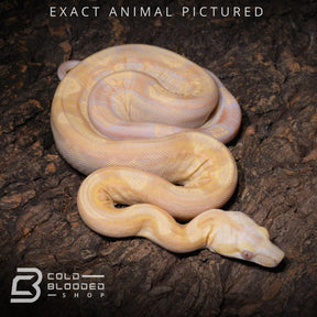 Baby Albino Motley Harlequin Poss. Jungle Red-tail Boa for sale - Cold Blooded Shop