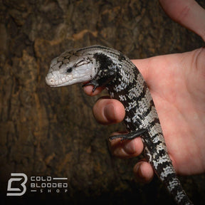 Baby Axanthic Halmahera Blue Tongue Skink for sale - Cold Blooded Shop