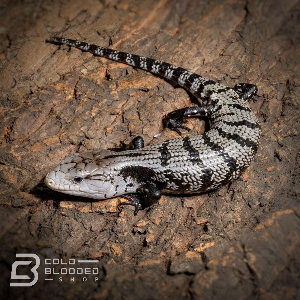 Baby Axanthic Halmahera Blue Tongue Skink for sale - Cold Blooded Shop