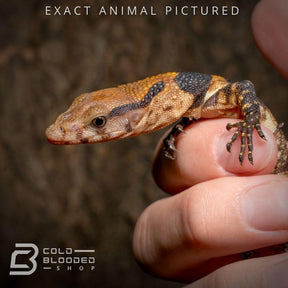 Baby Dumeril's Monitor for sale - Cold Blooded Shop