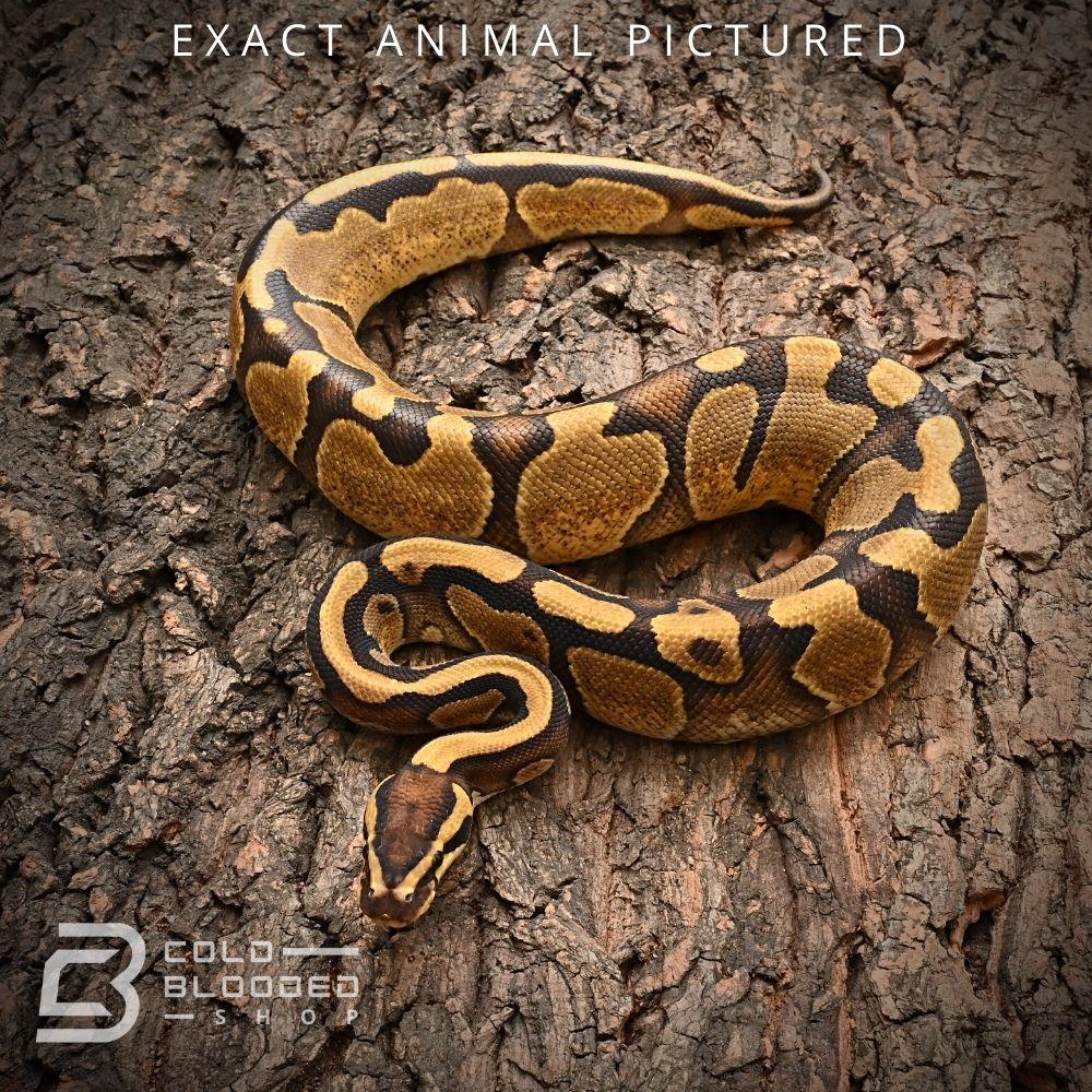 Baby Fire Ball Python