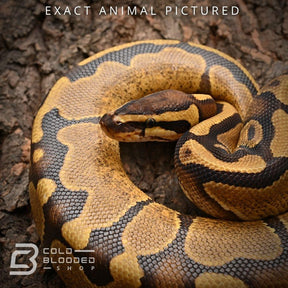 Female Baby Enchi Het Pied Ball Python for sale - Cold Blooded Shop
