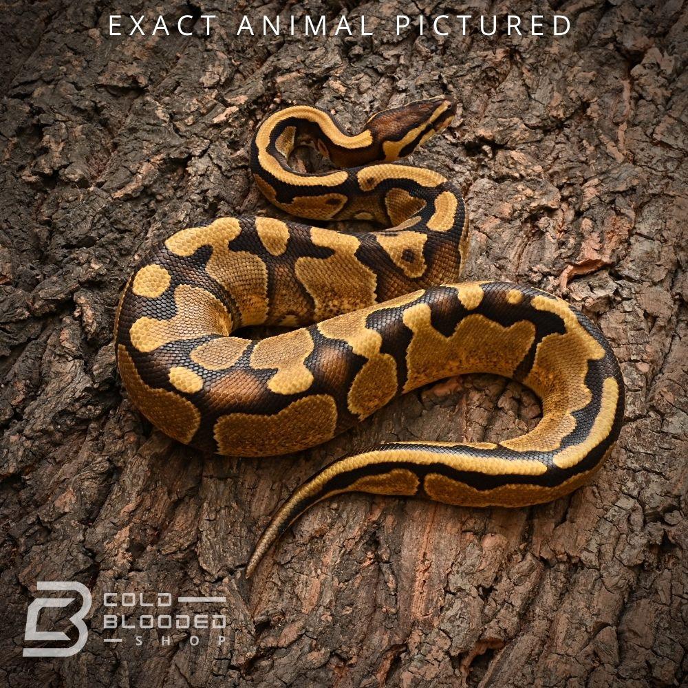 Female Enchi Ball Python Baby Enchi Het Pied Ball Python