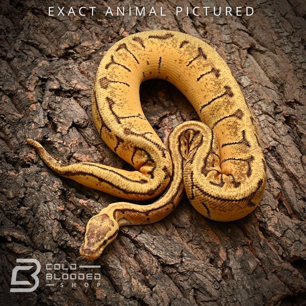 Lemon Royal Python Lemon Blast Royal Python